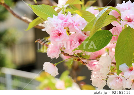 ヤエザクラの花 ヤエザクラの花 92565513