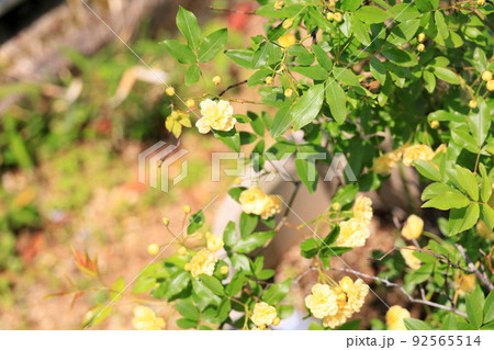 モッコウバラの花 モッコウバラの花 92565514