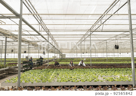 Agricultural workers growing organic food in hydroponic enviroment taking care of crops removing pests. Diverse people working in greenhouse gathering green vegetables pushing crates with lettuce. Agricultural workers growing organic food in hydroponic enviroment taking care of crops removing pests. Diverse people working in greenhouse gathering green vegetables pushing crates with lettuce. 92565842