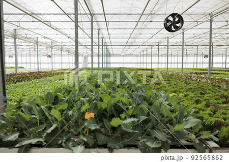 Empty greenhouse with fresh fully grown different salad types ready for harvest and delivery to local supermarket or store. Nobody in hydroponic enviroment with organic food being grown organically. 92565862