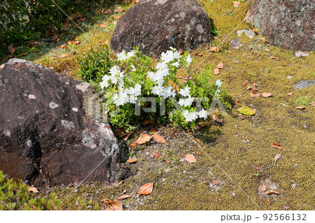 ツツジの花 ツツジの花 92566132