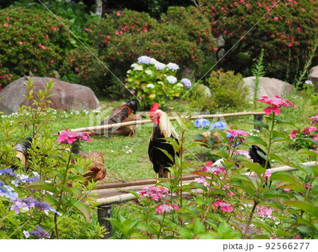 丹州観音寺あじさい風景 丹州観音寺あじさい風景 92566277
