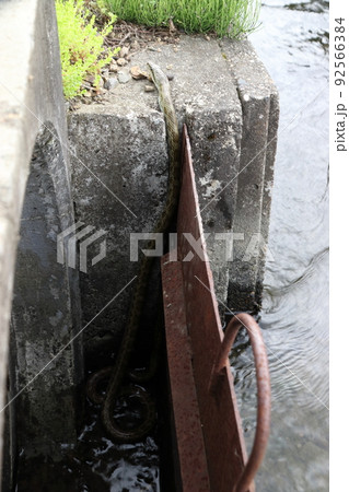 水辺のアオダイショウ幼蛇（新潟県南魚沼市） 92566384