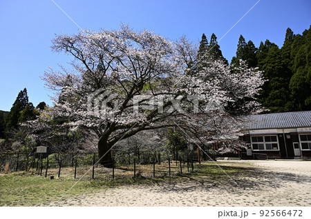 神埼市背振久保山 廃校と校庭のヤマザクラ 神埼市背振久保山 廃校と校庭のヤマザクラ 92566472