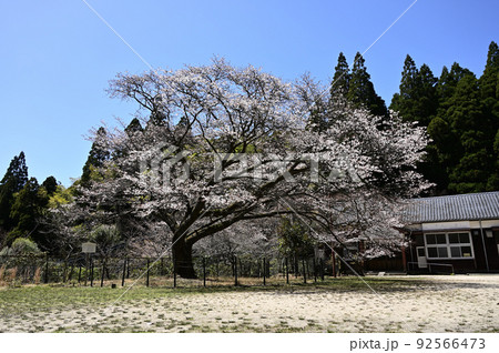 神埼市背振久保山 廃校と校庭のヤマザクラ 神埼市背振久保山 廃校と校庭のヤマザクラ 92566473