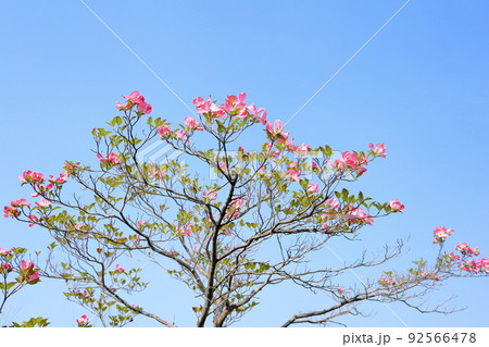 ハナミズキの花 ハナミズキの花 92566478
