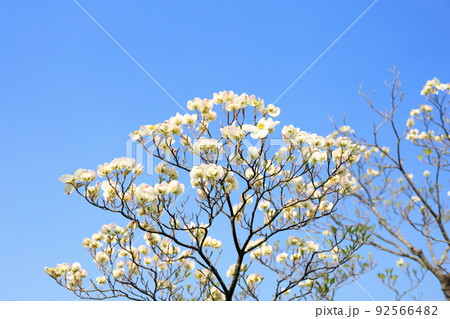 ハナミズキの花 ハナミズキの花 92566482