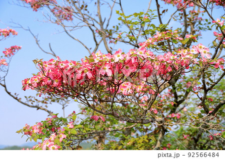 ハナミズキの花 ハナミズキの花 92566484