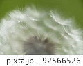 タンポポ綿毛 92566526