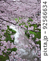 サクラと春の小川 92566634