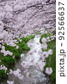 サクラと春の小川 92566637