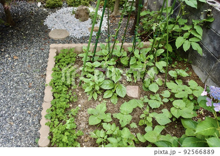 花壇ブロックで仕切った　小さな家庭菜園を楽しむ穏やかな暮らし 92566889