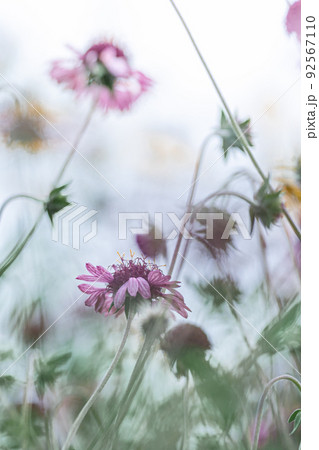 暑さに耐えしのぎ枯れそうで生きる花 暑さに耐えしのぎ枯れそうで生きる花 92567110