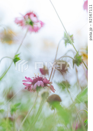 暑さに耐えしのぎ枯れそうで生きる花 暑さに耐えしのぎ枯れそうで生きる花 92567111