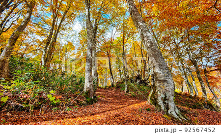 紅葉の森（笹ヶ峰高原） 92567452