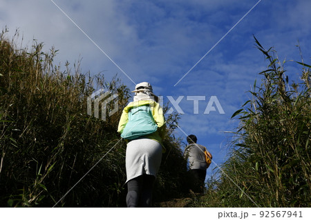 陽明山 すすき 薄 92567941