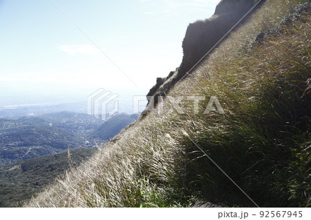 陽明山 すすき 薄 92567945