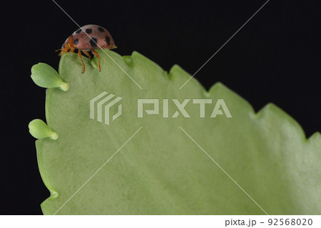 バグ 昆虫 苦悩 92568020