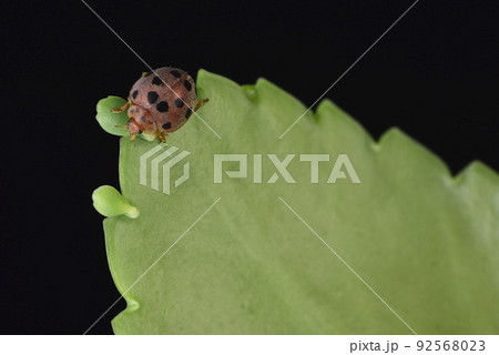 バグ 昆虫 苦悩 92568023