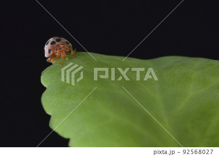 バグ 昆虫 苦悩 92568027