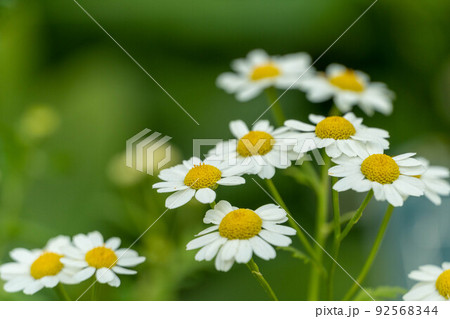 可愛いハーブ　フィーバーフュー 92568344