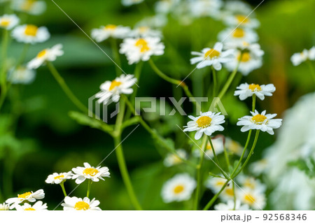 可愛いハーブ フィーバーフュー 可愛いハーブ フィーバーフュー 92568346