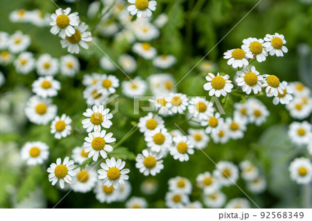 可愛いハーブ　フィーバーフュー 92568349