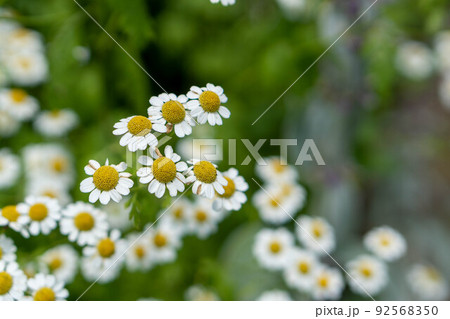 可愛いハーブ　フィーバーフュー 92568350