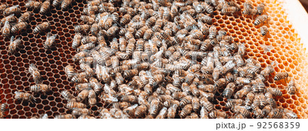bees are working on laying propolis in hive. Honey bees work in a hive. Close up view open body beehive showing frames. bees are smeared with propolis in hive. Bees work with propolis. photo banner 92568359