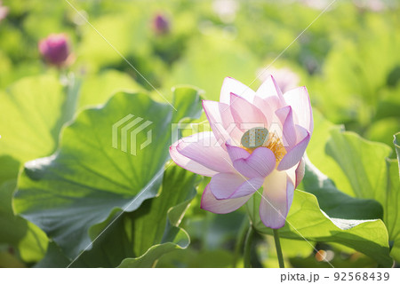 夏の早朝に咲いた蓮の花 92568439