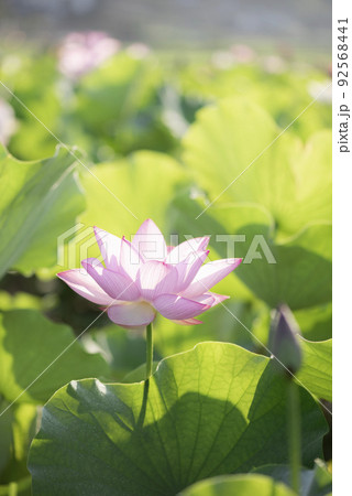 夏の早朝に咲いた蓮の花 夏の早朝に咲いた蓮の花 92568441