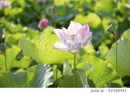 夏の早朝に咲いた蓮の花 92568443