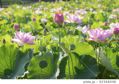 夏の早朝に咲いた蓮の花 92568446