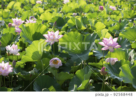 夏の早朝に咲いた蓮の花 92568448