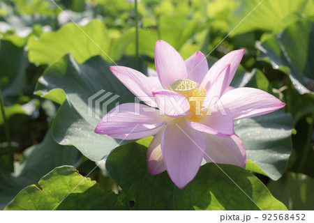 夏の早朝に咲いた蓮の花 夏の早朝に咲いた蓮の花 92568452