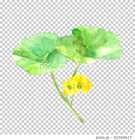 畑に咲く満開のかぼちゃの花【手描き水彩画】白バック 素材 コピースペースあり 畑に咲く満開のかぼちゃの花【手描き水彩画】白バック 素材 コピースペースあり 92568627
