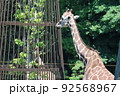 食事時のキリン 92568967