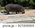 食事時のカバ 92568969