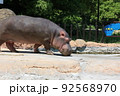 食事中のカバ 92568970