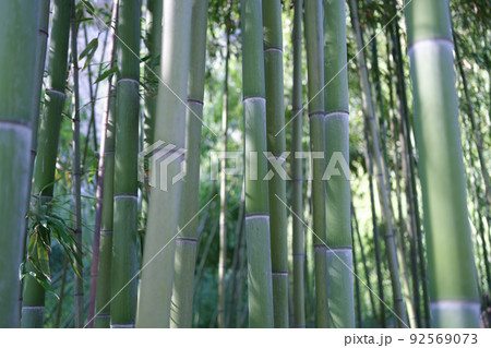 Natural green bamboo grove or forest wallpaper background 92569073
