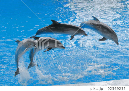 イルカのジャンプ 92569255