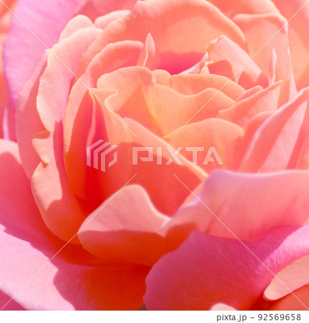 淡いバラの花びらのクローズアップ 淡いバラの花びらのクローズアップ 92569658