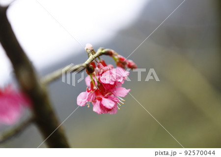 桜 さくら サクラ 92570044
