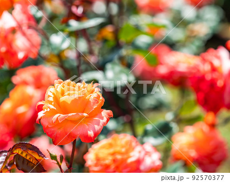 美しい初夏の景色　匂い立つような美しさの満開の春バラ 92570377