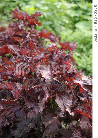 赤紫蘇の栽培 92570550