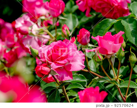 美しい初夏の景色　匂い立つような美しさの満開の春バラ 92570624
