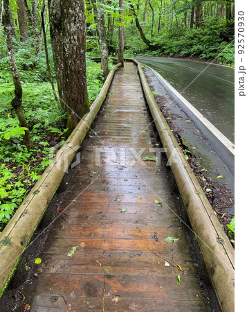 雨上がりの遊歩道と車道　青森県の奥入瀬渓流 92570930