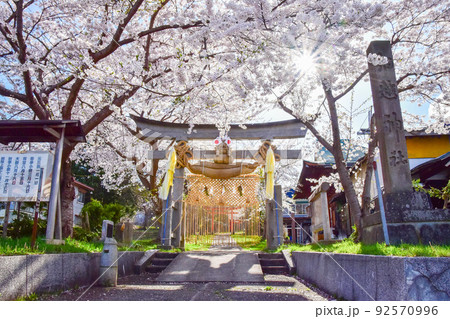 桜の細越神社 92570996