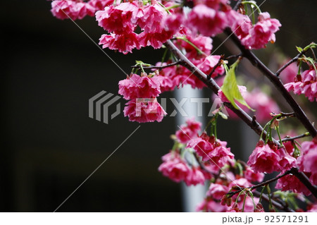 桜 さくら サクラ 92571291