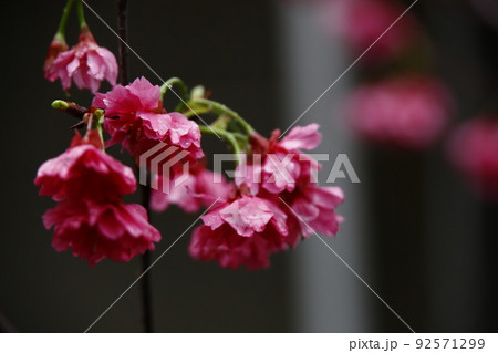 桜 さくら サクラ 92571299